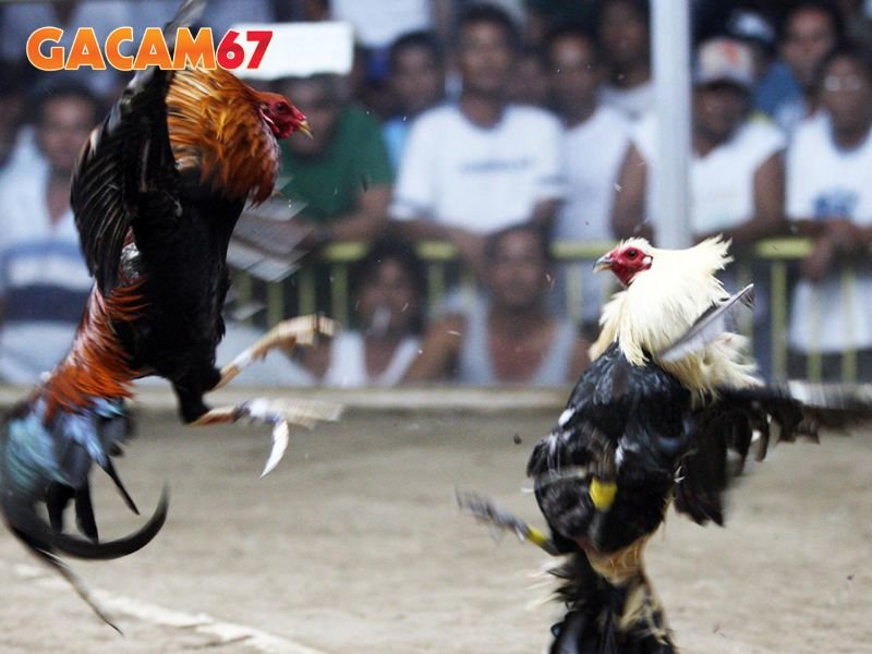 Đá gà cựa sắt rất nổi tiếng ở Thomo và kênh phát Gacam67