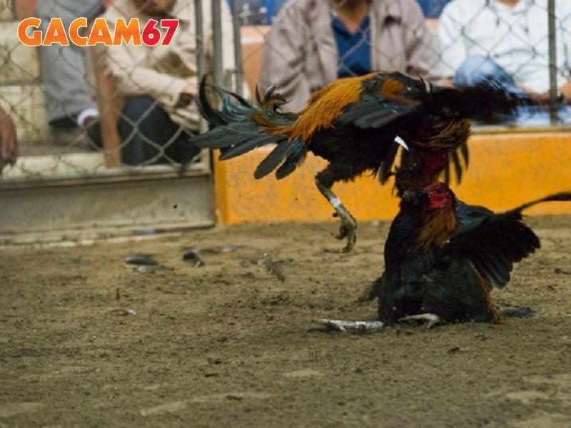 Gacam67 mang đến các trận đá gà trực tiếp hiện đại